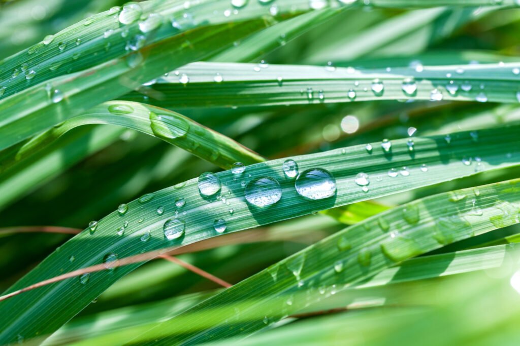 Lemongrass - compoziție și valori nutriționale