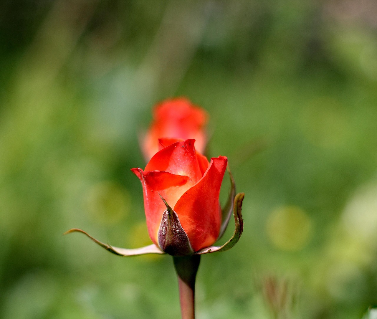 floare de nu ma uita semnificatie