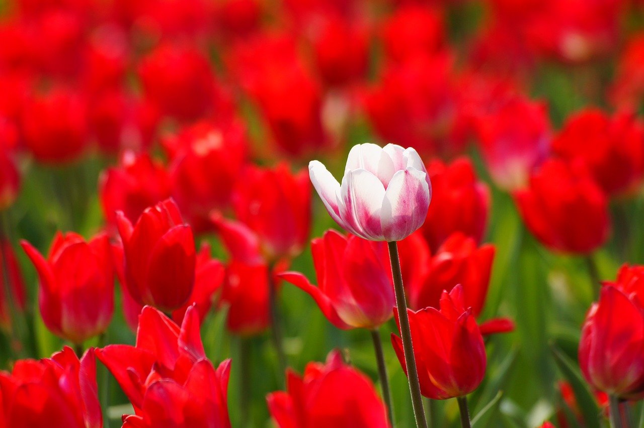 lalele albe semnificatie